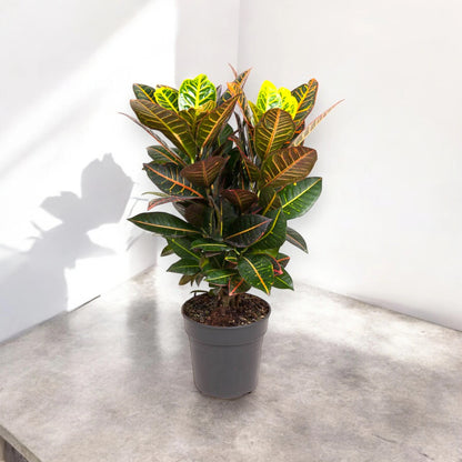 Codiaeum variegatum 'Petra'