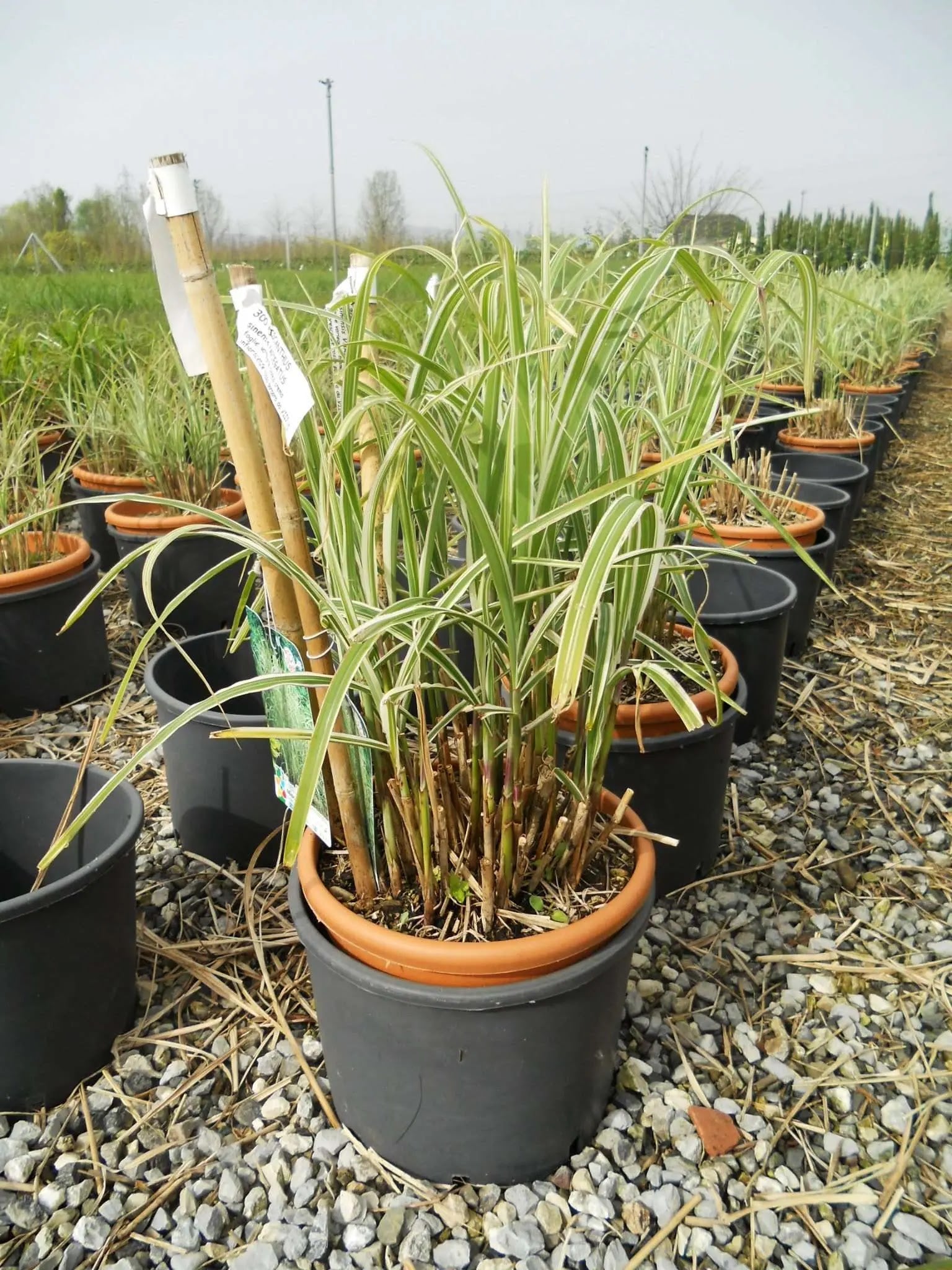 Miscanthus sinensis Variegatus con foglie striate bianco-verdi in giardino ornamentale