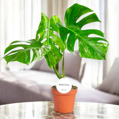 Monstera deliciosa