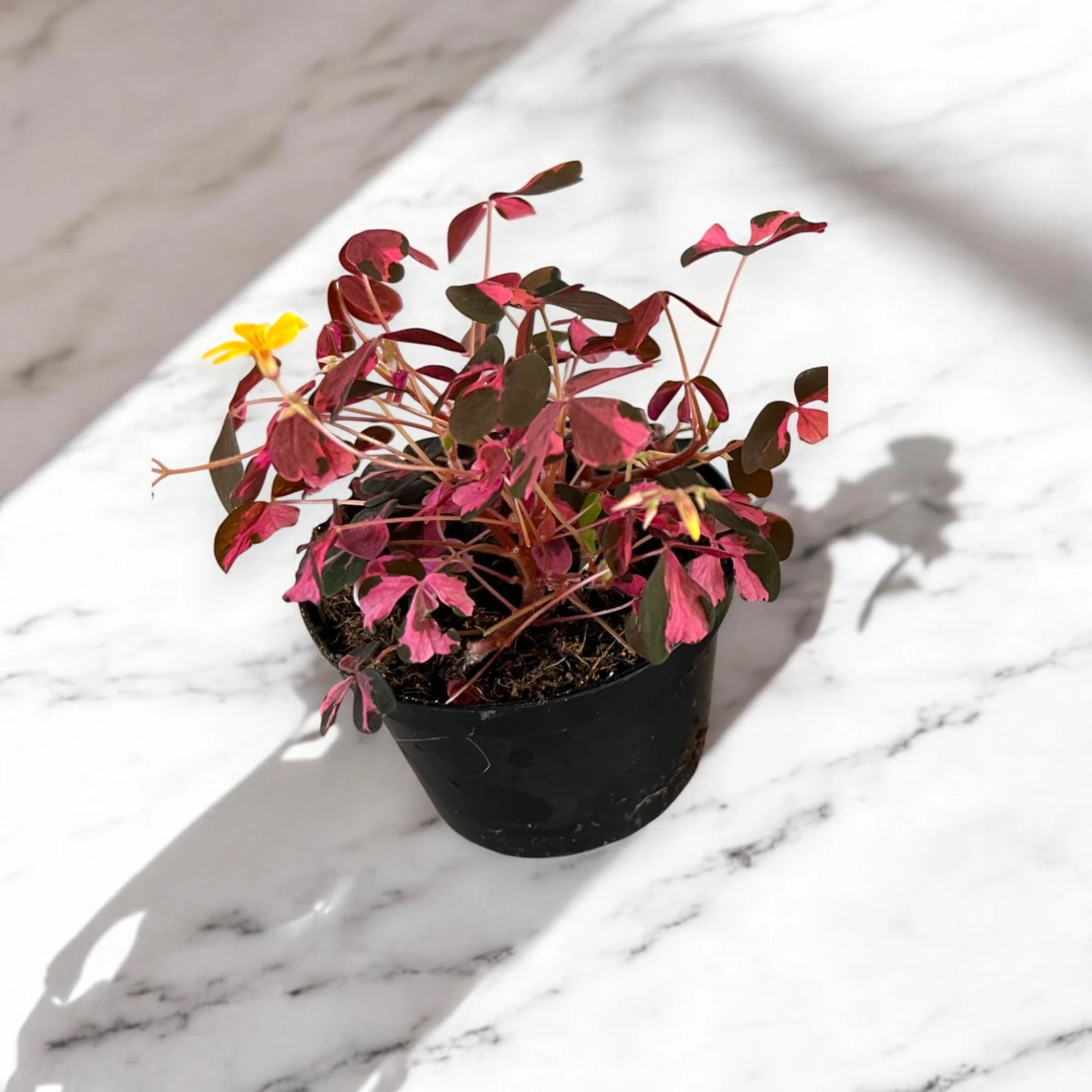 Oxalis triangularis