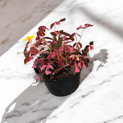 Oxalis triangularis