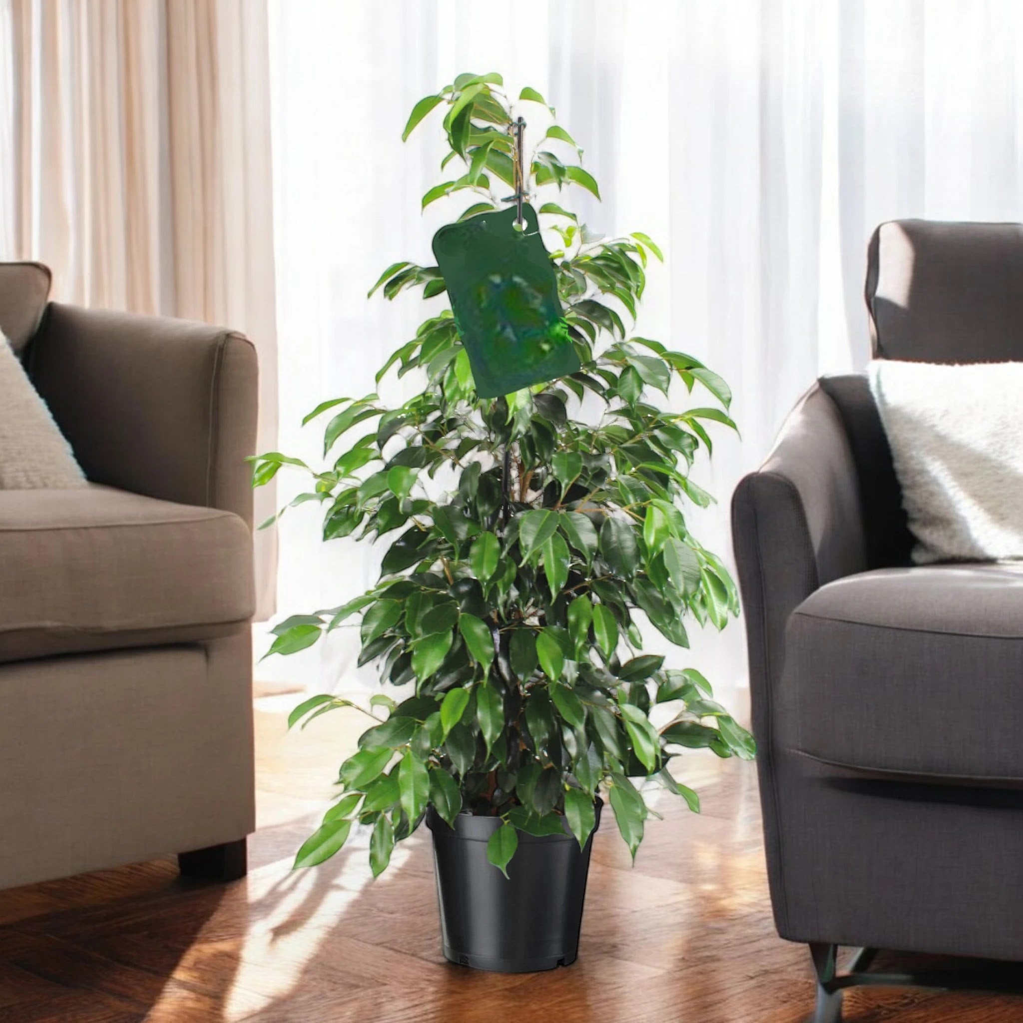 Ficus benjamina 'Danielle'