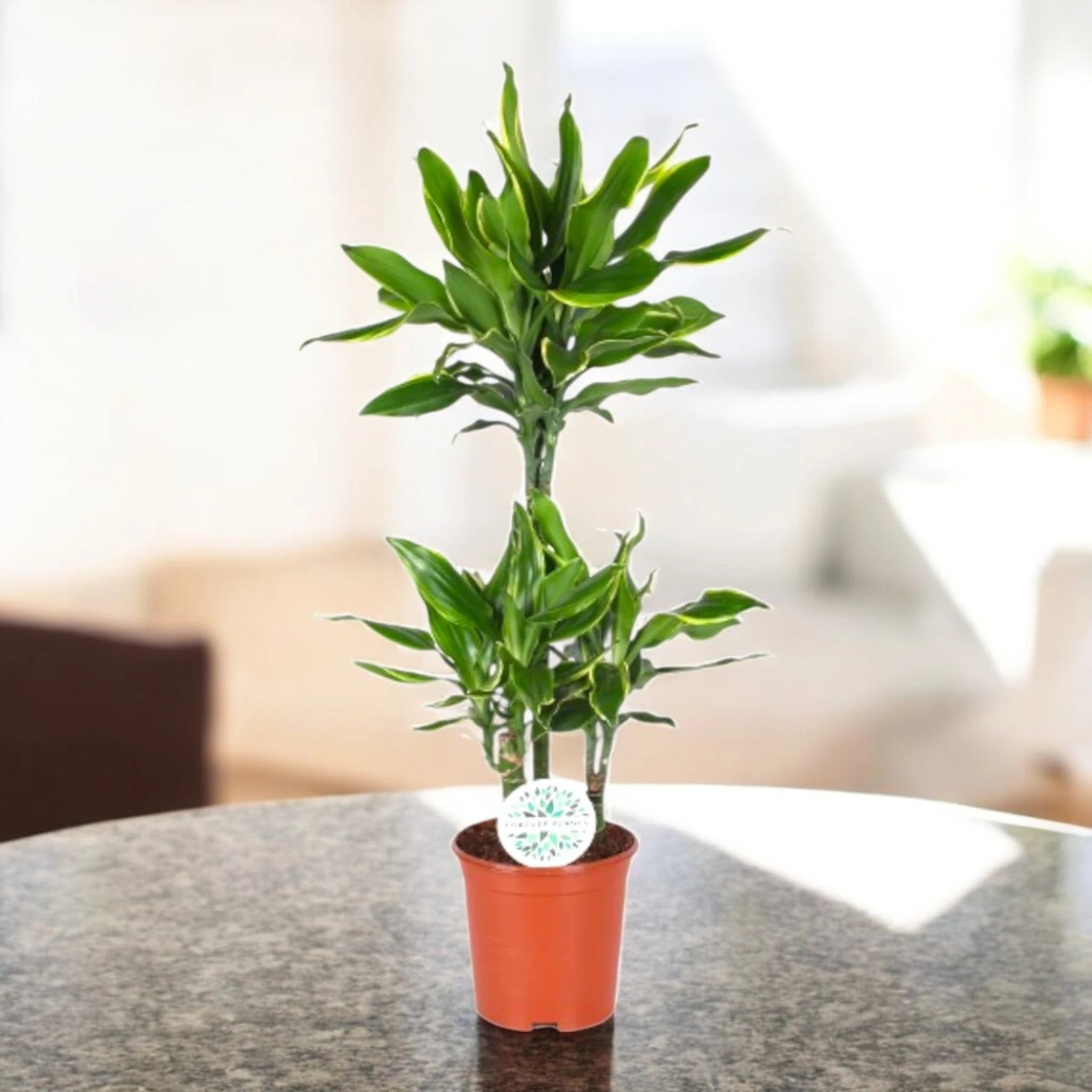 Dracaena fragrans 'Golden coast'