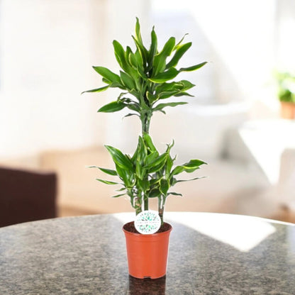 Dracaena fragrans 'Golden coast'