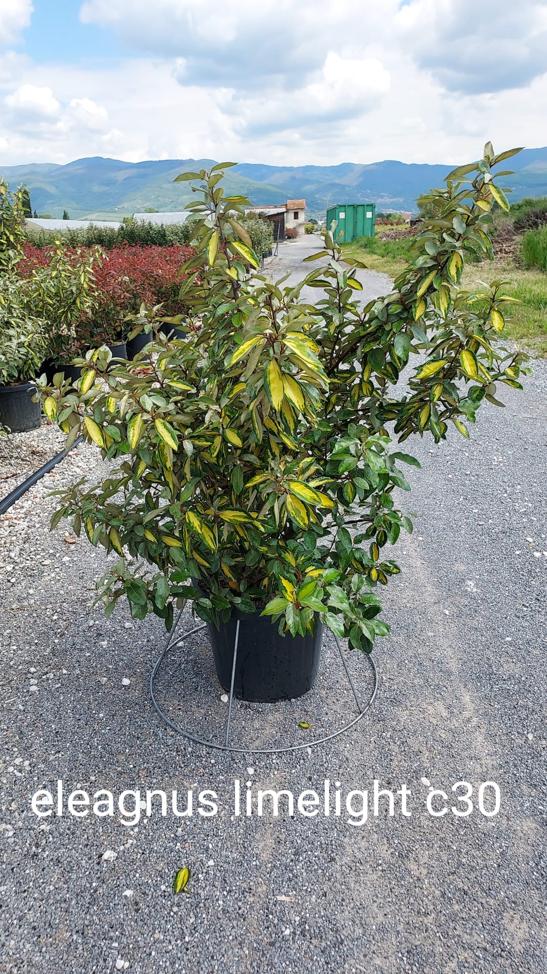 Nandina domestica 'Lemon-Lime'