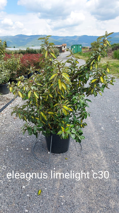 Nandina domestica 'Lemon-Lime'
