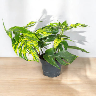 Epipremnum pinnatum 'Cintho goldfinger'