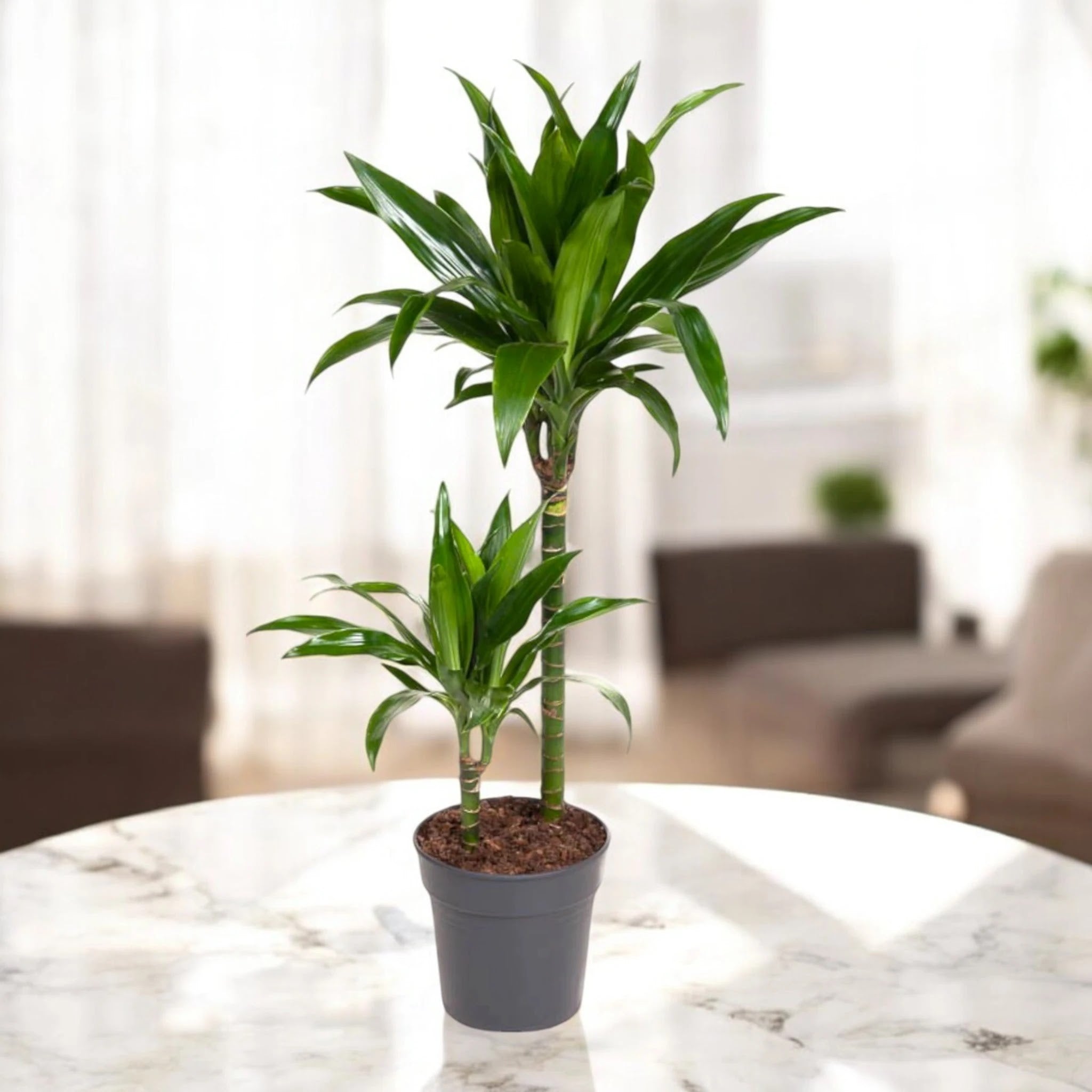 Dracaena fragrans 'Janet craig'