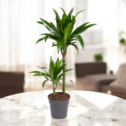 Dracaena fragrans 'Janet craig'
