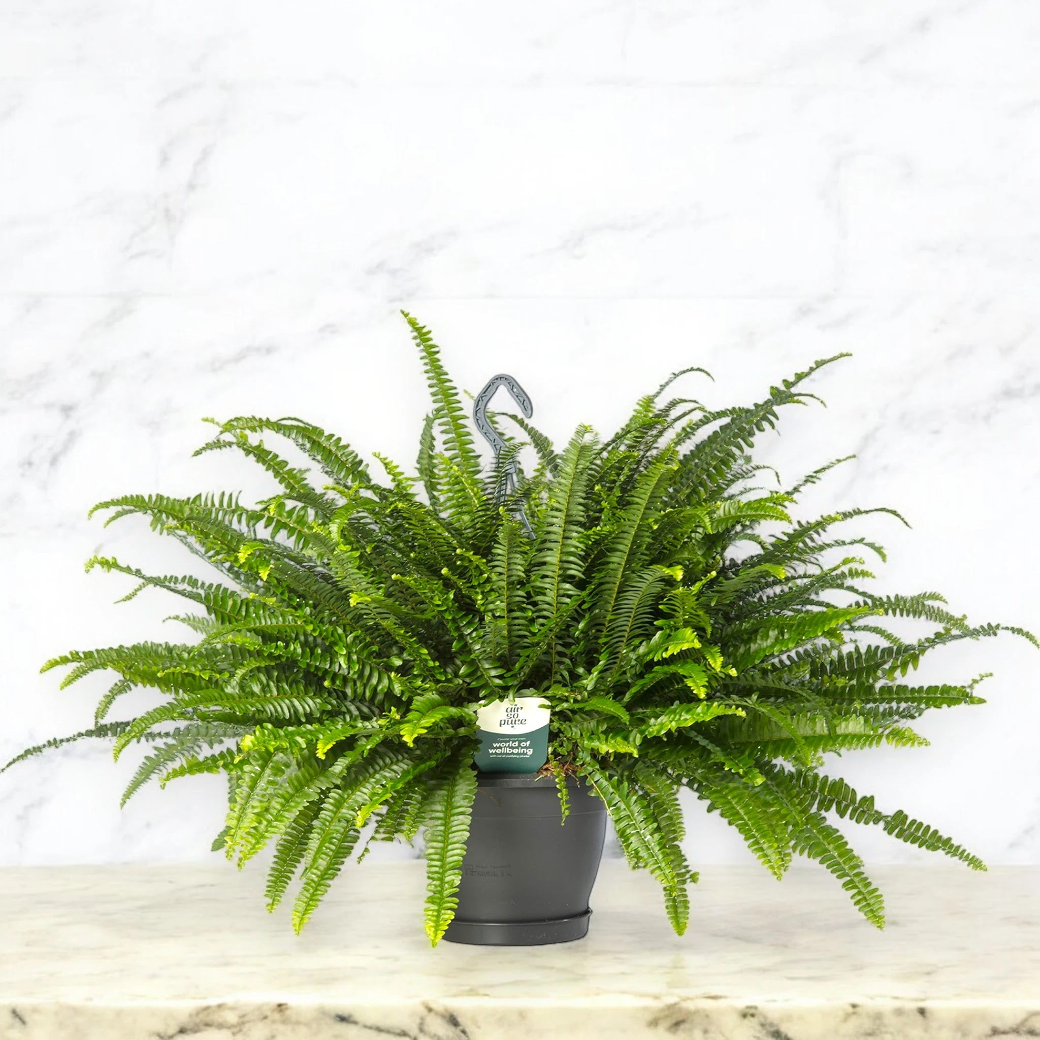 Nephrolepis exaltata 'Green lady'