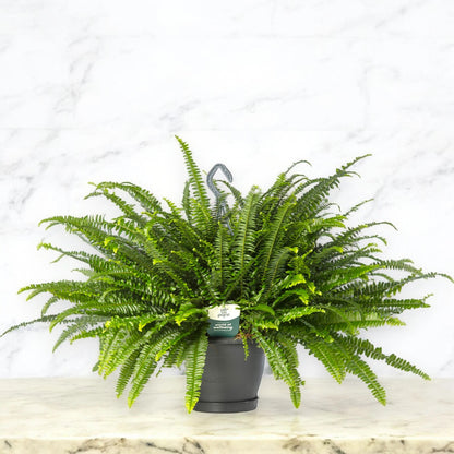 Nephrolepis exaltata 'Green lady'