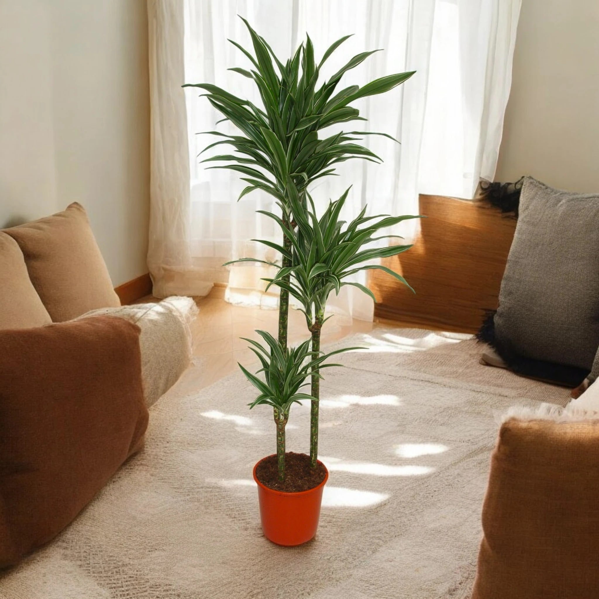 Dracaena fragrans 'Warneckei'
