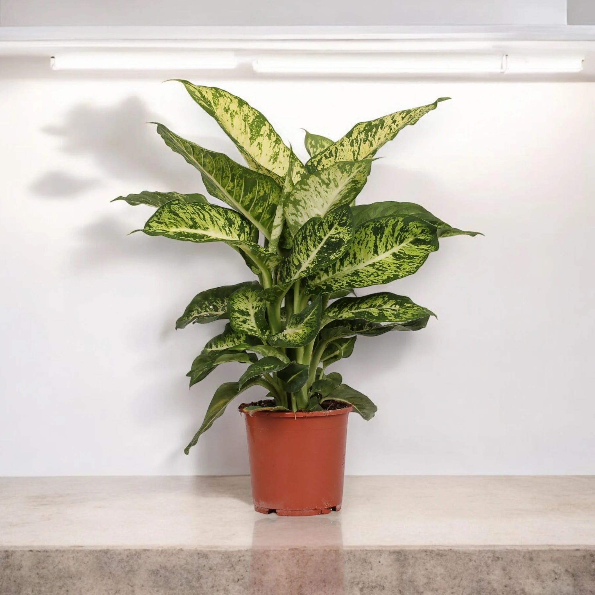 Dieffenbachia 'Mars'
