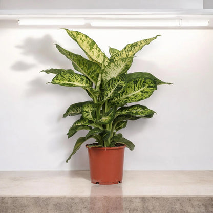 Dieffenbachia 'Mars'