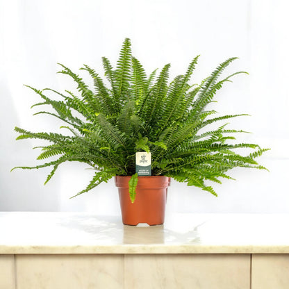 Nephrolepis exaltata 'Green lady'