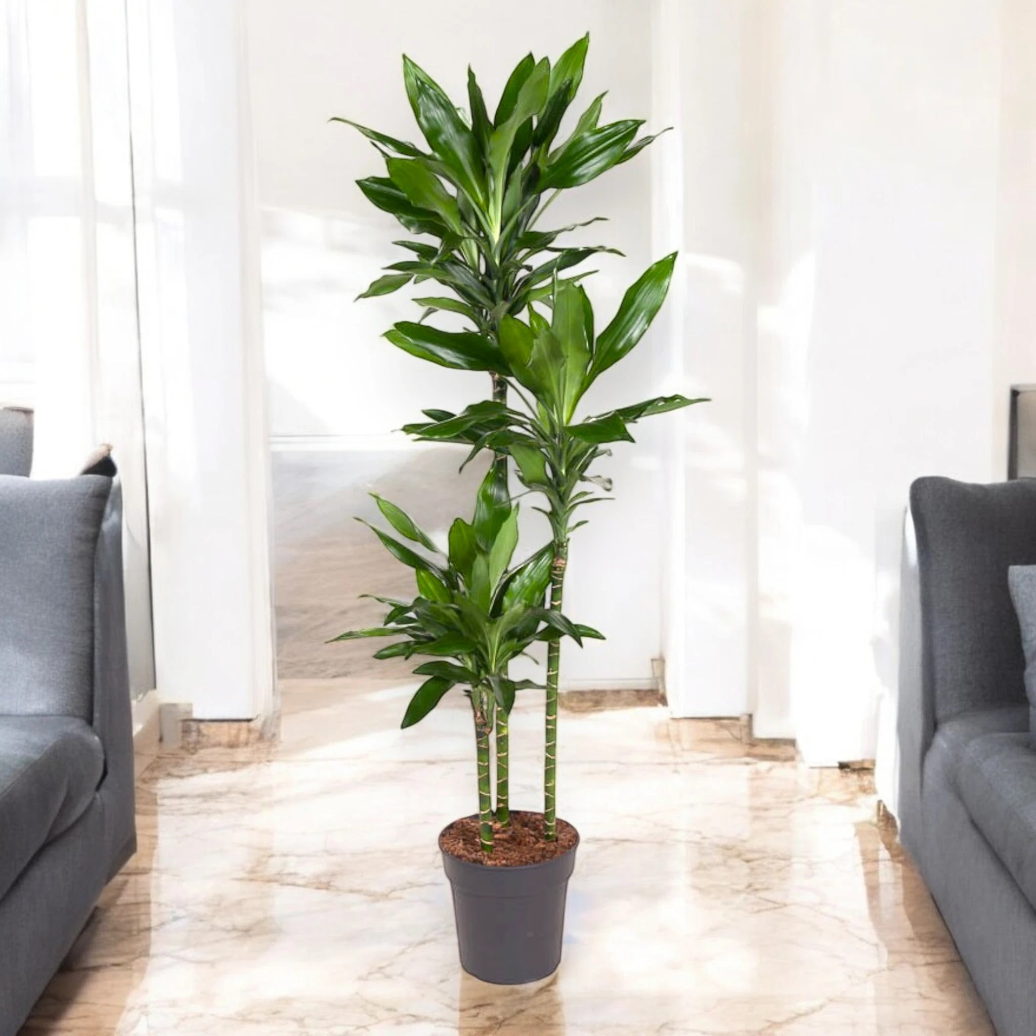 Dettaglio foglie Dracaena fragrans Janet Lind con caratteristiche striature verdi e gialle