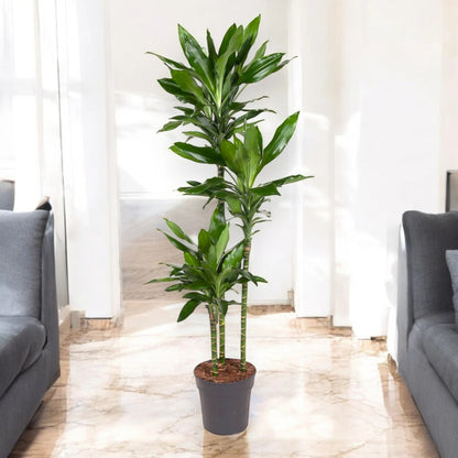Dettaglio foglie Dracaena fragrans Janet Lind con caratteristiche striature verdi e gialle