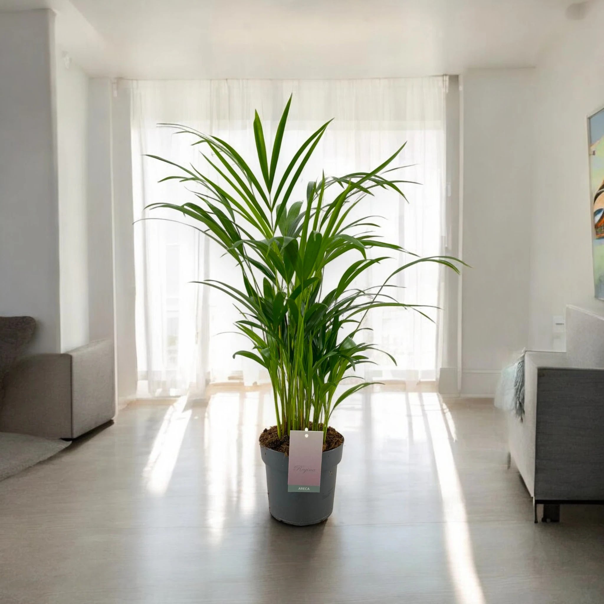 Areca - Dypsis lutescens