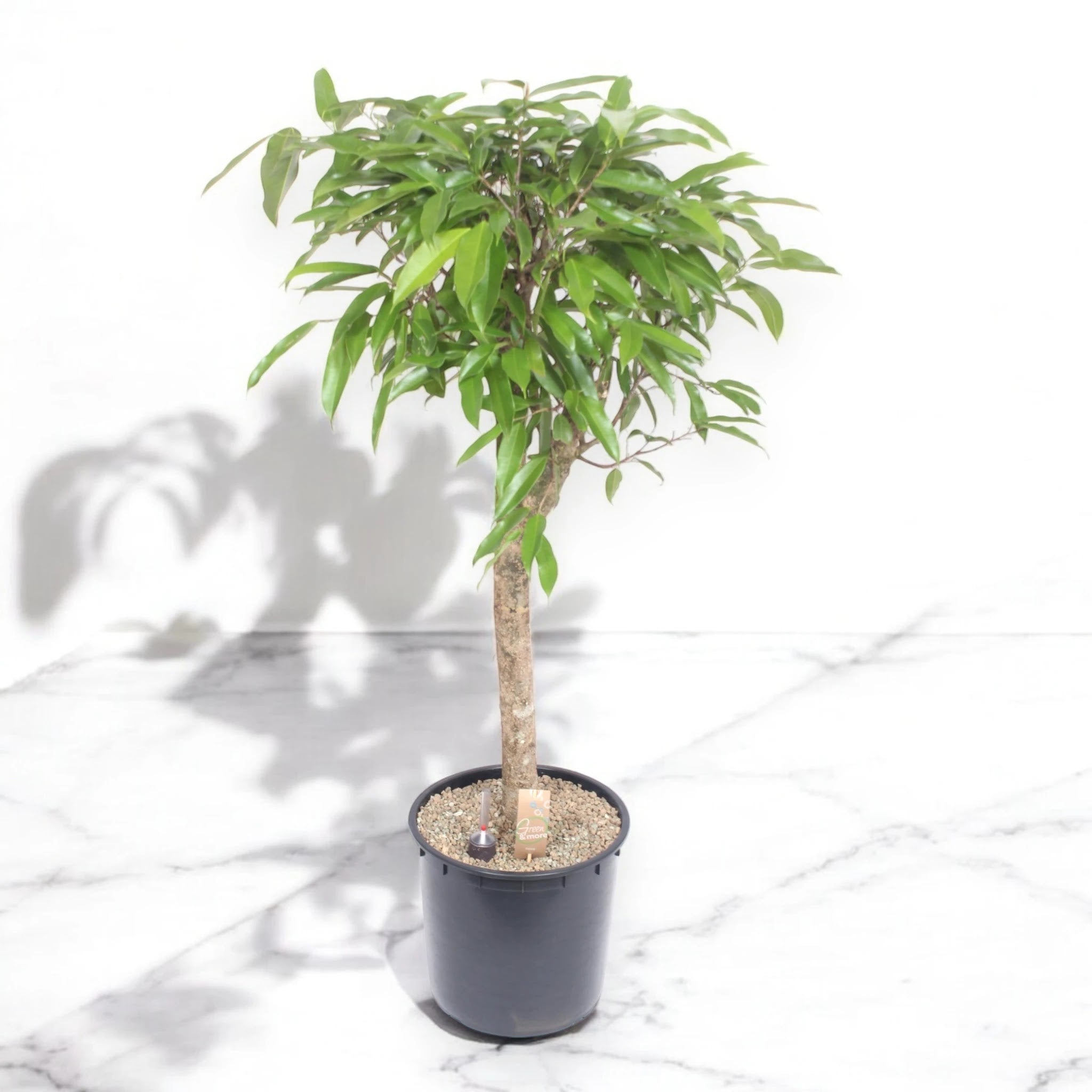 Ficus binnendijkii 'Amstel king'
