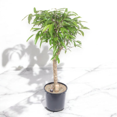 Ficus binnendijkii 'Amstel king'