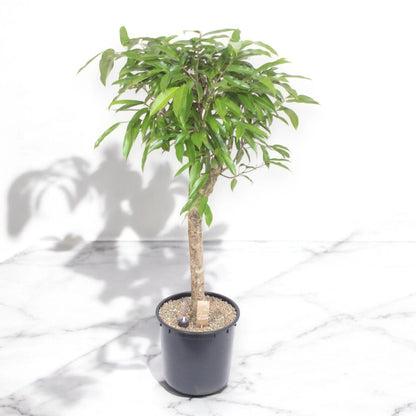 Ficus binnendijkii 'Amstel king'
