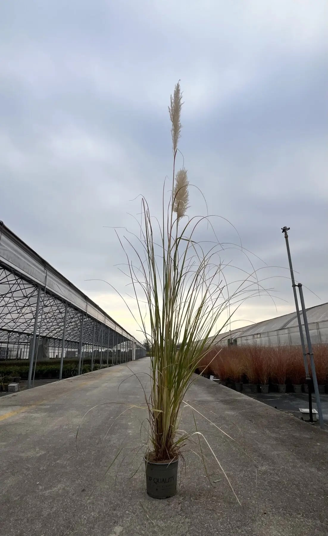 Dettaglio pennacchi rosa piumosi di Cortaderia Pink Feather, infiorescenze morbide e vaporose