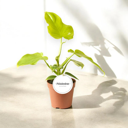 Philodendron 'Golden violin'
