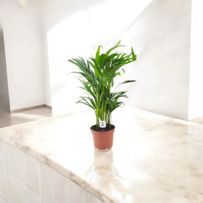 Areca - Dypsis lutescens