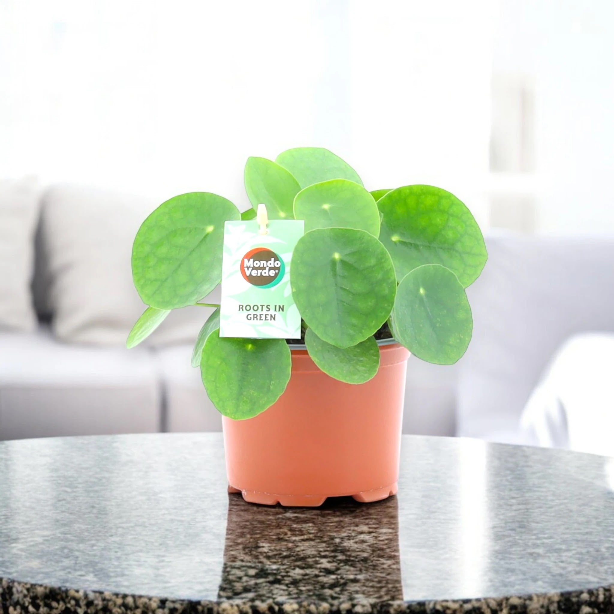 Pilea peperomioides