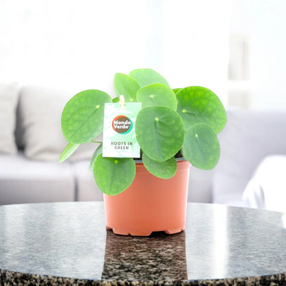 Pilea peperomioides