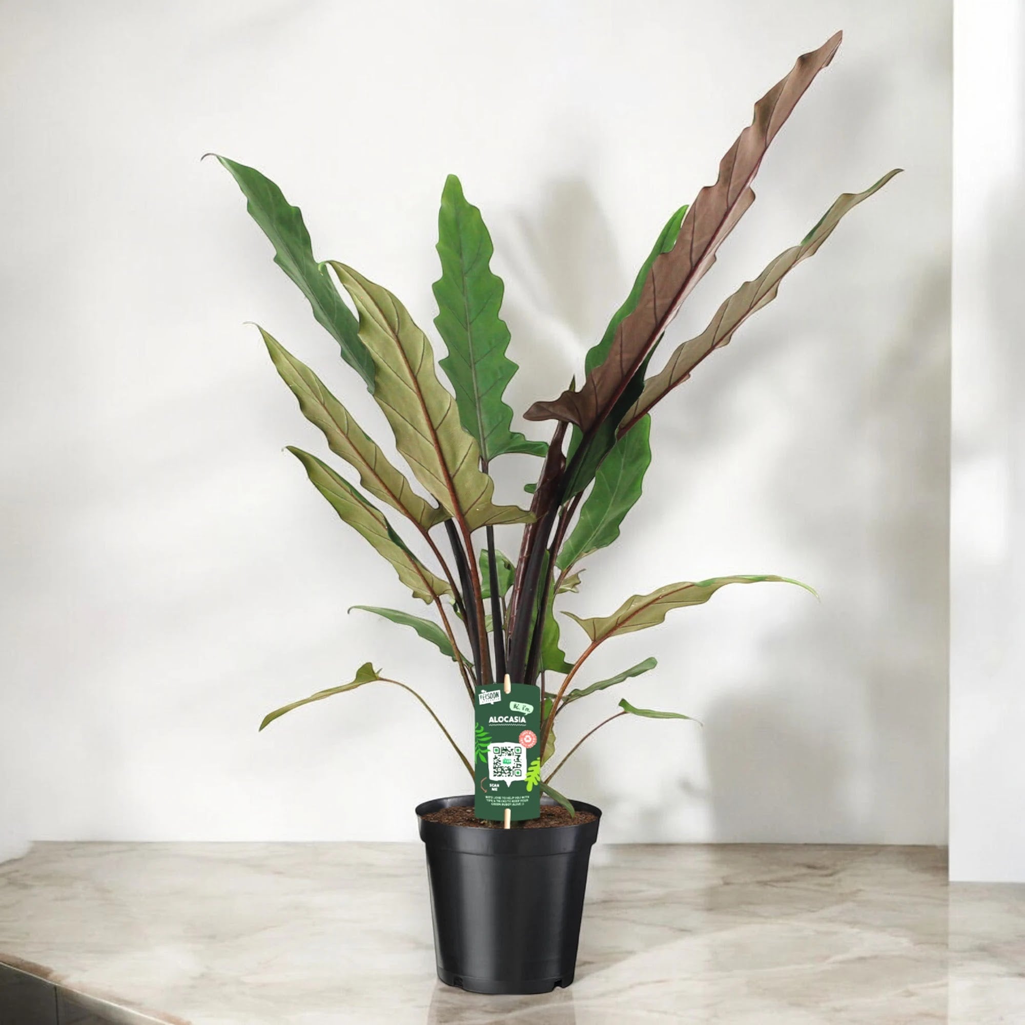 Alocasia lautebarchiana