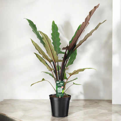 Alocasia lautebarchiana
