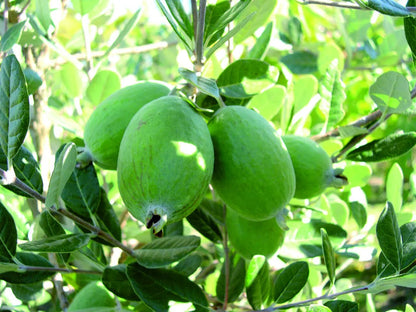 Feijoa sellowiana