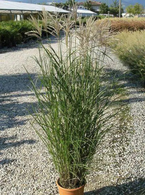Miscanthus sinensis Ferner Osten con infiorescenze rosse in giardino naturalistico autunnale