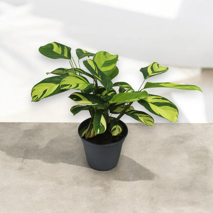 Dettaglio foglie Ctenanthe Golden Mosaic con variegature giallo-oro su verde intenso