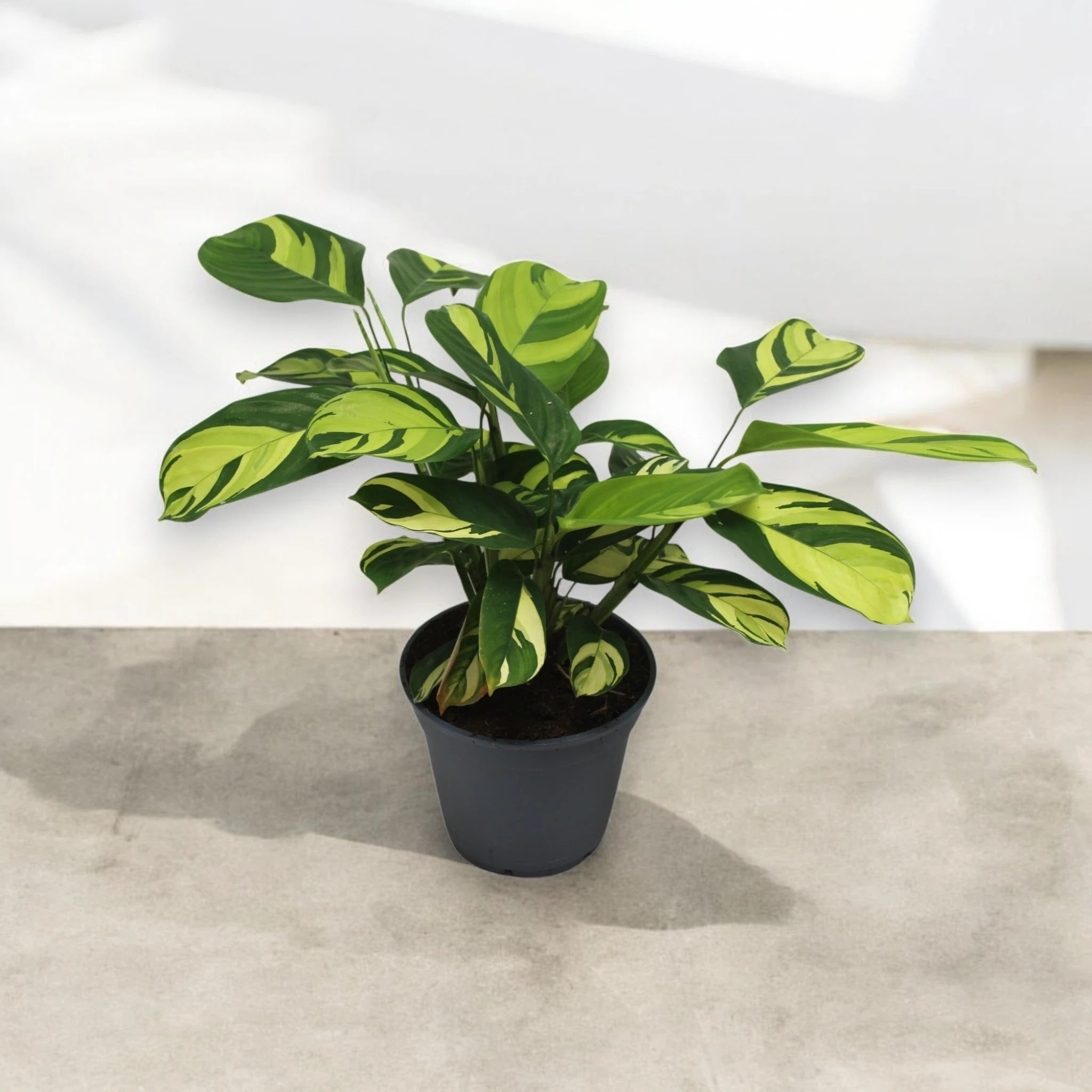 Dettaglio foglie Ctenanthe Golden Mosaic con variegature giallo-oro su verde intenso