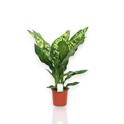 Dieffenbachia seguine Crown pianta da interno con foglie variegate bianco e verde in vaso