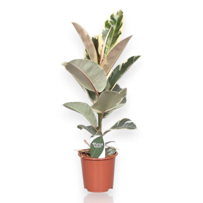 Ficus elastica Tineke in vaso, pianta da interno con foglie variegate verde scuro e bordi crema