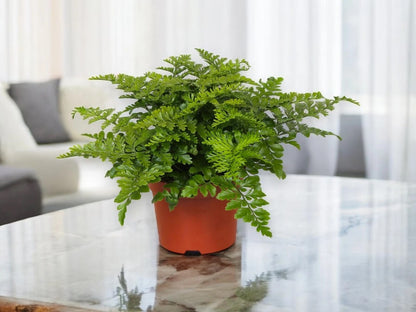 Asplenium parvati