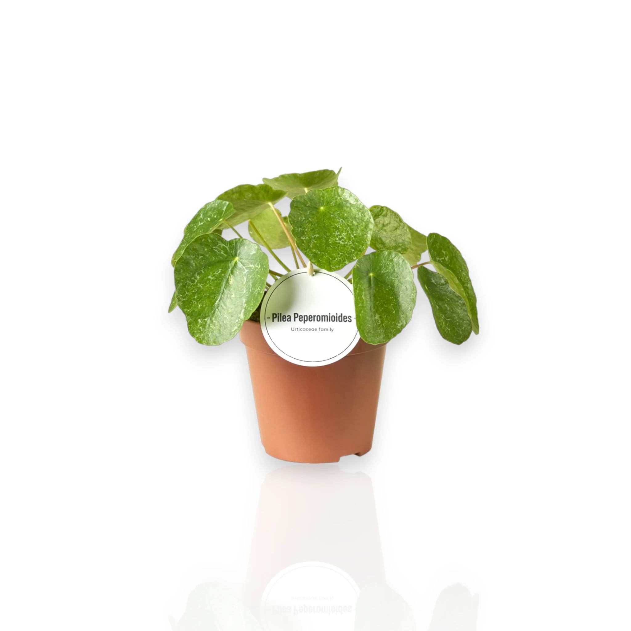 Pilea peperomioides 'Sugar'