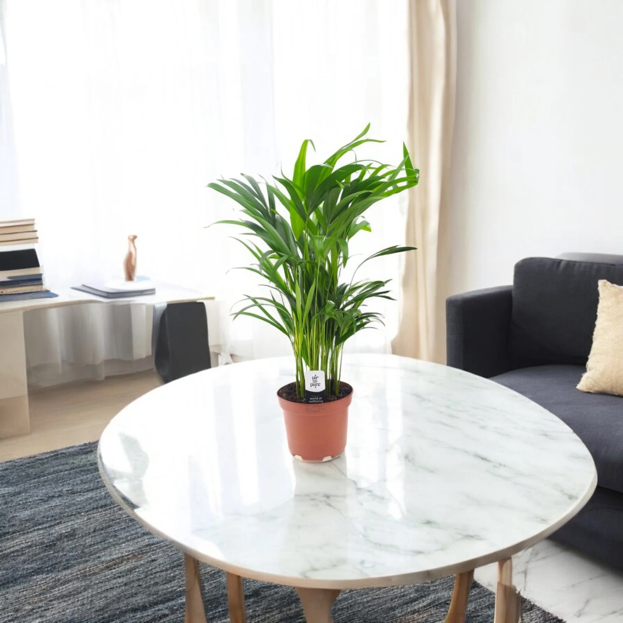 Areca - Dypsis lutescens