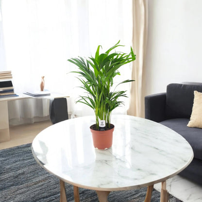 Areca - Dypsis lutescens