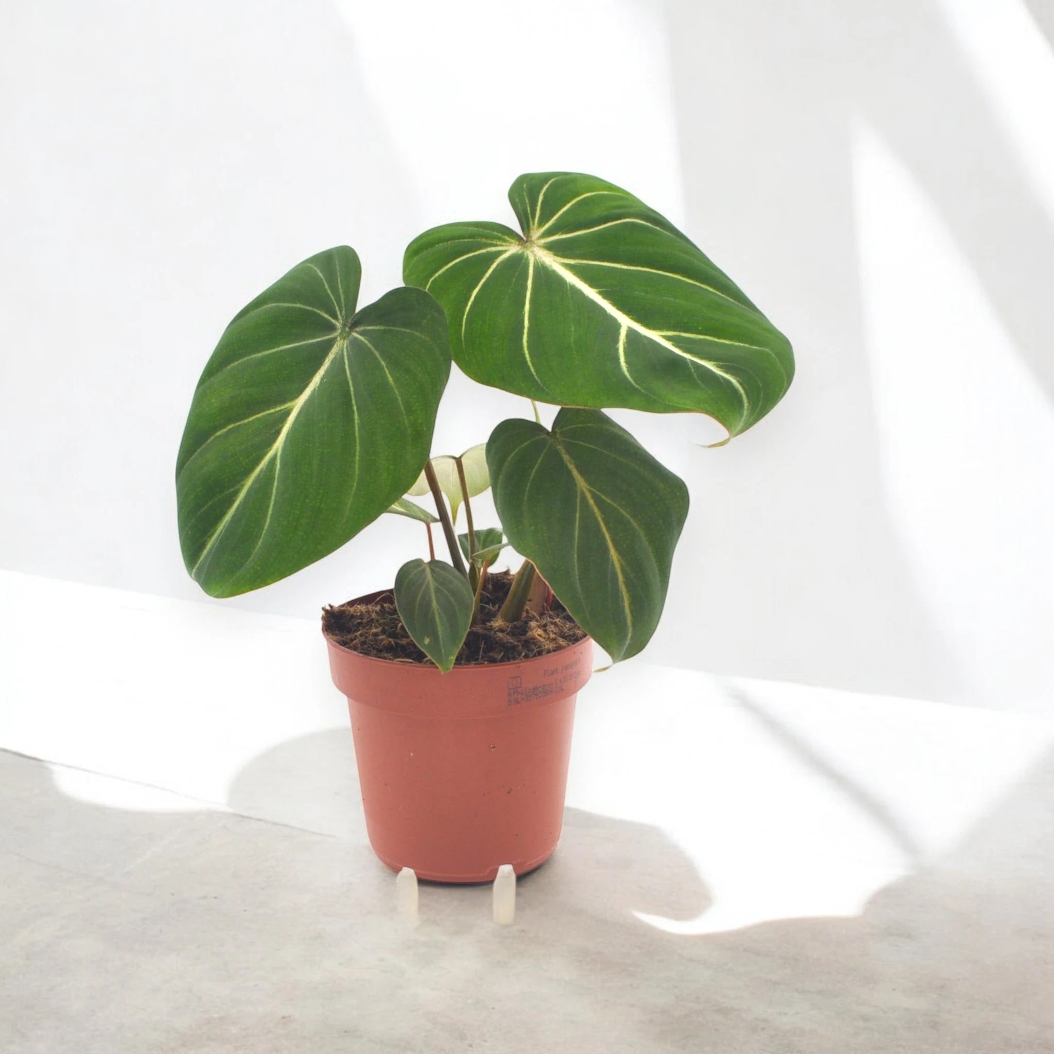 Philodendron gloriosum