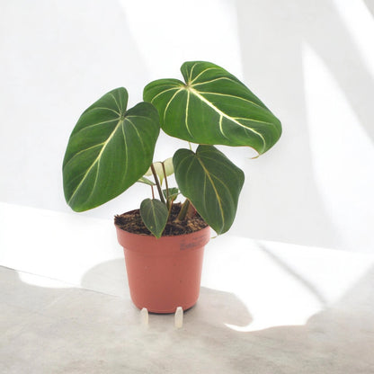 Philodendron gloriosum