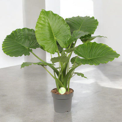 Alocasia gageana