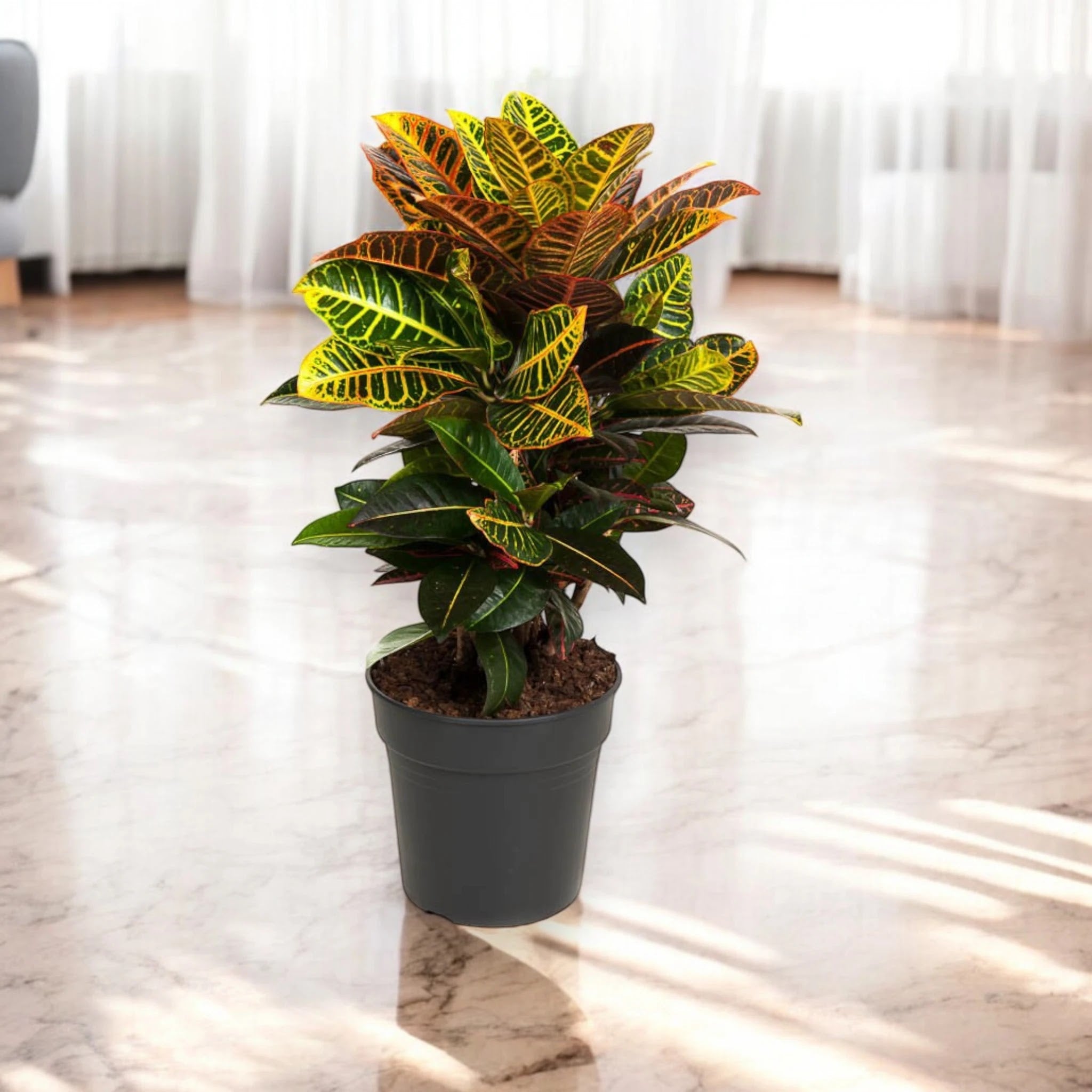 Codiaeum variegatum 'Petra'