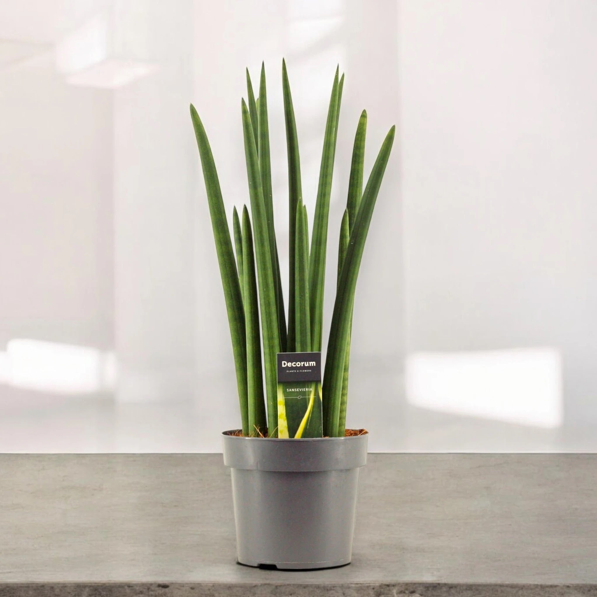Dettaglio foglie cilindriche verdi con striature della Sansevieria Rocket