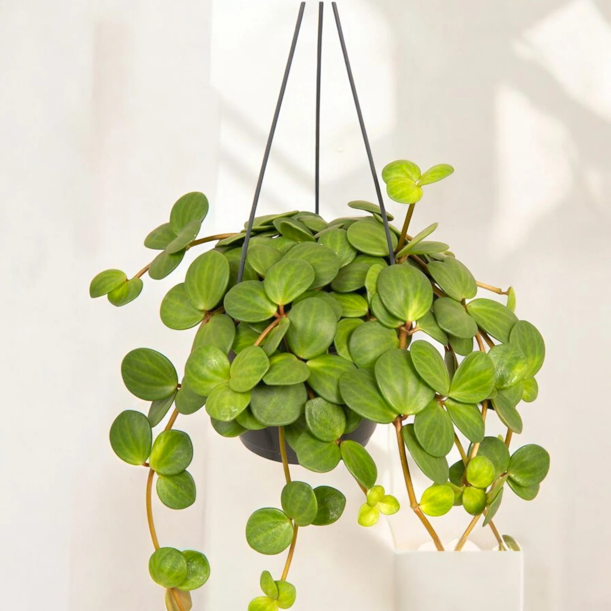 Dettaglio foglie carnose disposte a quattro della Peperomia tetraphylla Hope