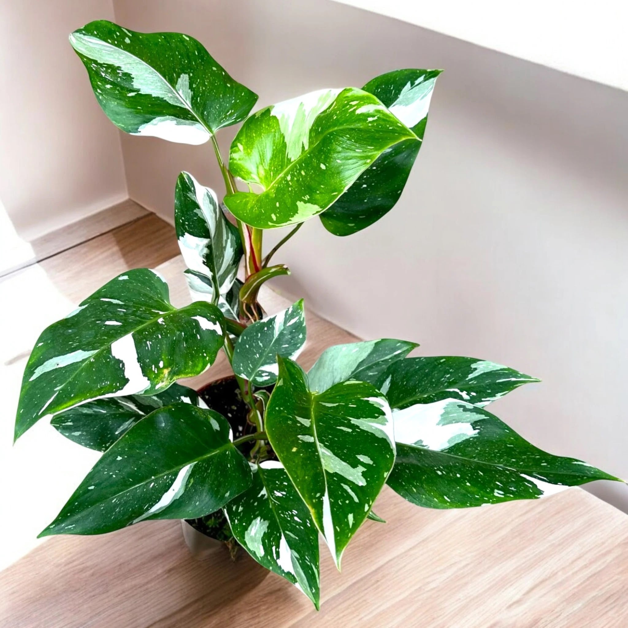 Philodendron white Princess