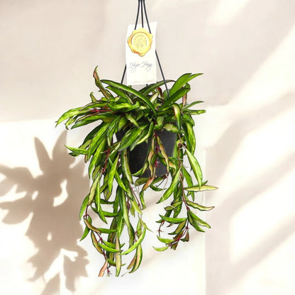 Hoya wayetii